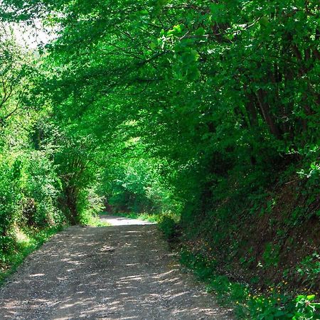 Na Okic - A Private Forest Oasis Sveti Martin pod Okicem 외부 사진